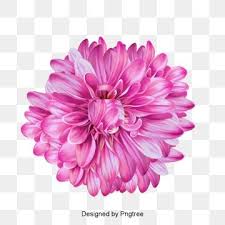 Chrysanthemum Flower Hand Painted Png Transparent Clipart Image And Psd File For Free Download Flower Painting Floral Illustrations Flower Vector