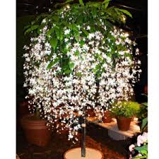 Image result for Clerodendrum rotundifolium