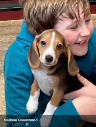 I have a female beagle 6 months old.