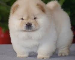 Pin By Jaynee Li On Cuteness Chow Puppies For Sale Chow Chow Dog Puppy Chow Chow Puppy