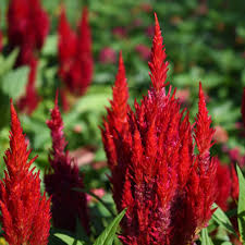 Image result for Celosia nervosa