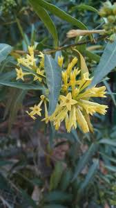 Image result for Eriosema burkei