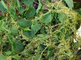 Image result for Cuscuta abyssinica