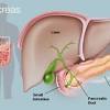 What is the relation of the horizontal (3rd) part of the duodenum to the superior and inferior mesenteric arteries? 1