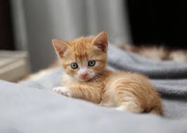 Image result for kittens