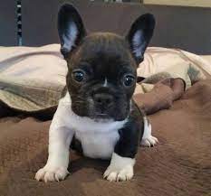 Find free puppies near me, adopt a puppy, buy puppies direct from kennel breeders and puppy owners in chad. Pin On French Bulldogs