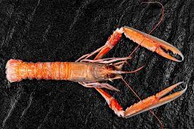 • • front page • one news page: Boiled Red Lobster On A Black Background With Open Claws Front View Creative Commons Bilder
