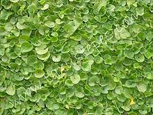 Check spelling or type a new query. Dichondra Repens Wikipedia