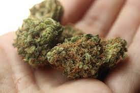Wie Lange Ist Thc Im Urin Oder Im Blut Nachweisbar