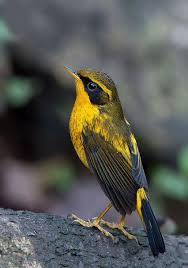 Pin By Meryem Kaya On Muhtesem Canlilar In 2020 Beautiful Birds Pretty Birds Animals Beautiful