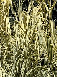Image result for Arundo