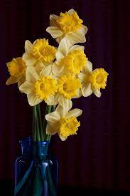 Daffodils Still Life Of Daffodils Beautiful Flowers Photos Daffodils Flower Photos