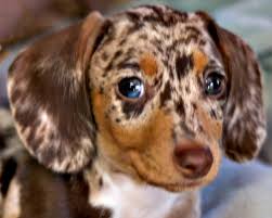 Why buy a dachshund puppy for sale if you can adopt and save a life? Dachshunds Unlimited