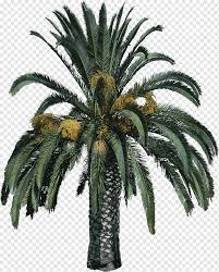 Cara meracun pokok kelapa sawit merupakan cara menumbang atau mematikan pokok kelapa sawit dengan menggunakan. Pohon Arecaceae Pohon Palem Lukisan Cat Air Pohon Palem Arecaceae Png Pngwing