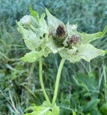 Image result for Sonchus schweinfurthii