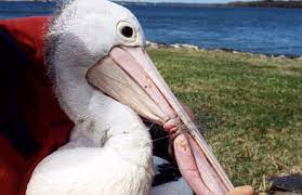 If a bird starts to dive on your. Fishing Line Clean Up Over 22 000 Feet Removed Westernbass Com