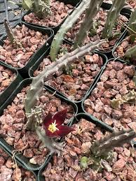 Image result for Piaranthus atrosanguineus