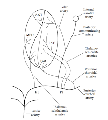 The department serves as the major regional referral center for patients with movement disorders, including parkinson's disease, progressive supranuclear palsy and dystonia; Intermittent Vertical Diplopia As A Rare Manifestation Of A Rare Cerebral Infarct Artery Of Percheron Ischemic Infarct And Sidelights On The Phenotypic Variability Of Thalamic Ocular Disorders Abstract Europe Pmc