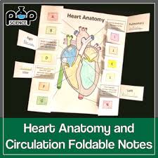 The aorta and the pulmonary artery respectively. Heart Anatomy Coloring Worksheets Teaching Resources Tpt