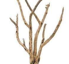 Deer, pronghorn and bighorn sheep eat cholla cactus fruits. 160 Cactus Skeletons Ideas Cactus Saguaro Cactus Saguaro