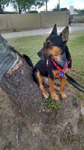 Australian Kelpie X Blue Heeler Blue Heeler Australian Kelpie Dog Kennel