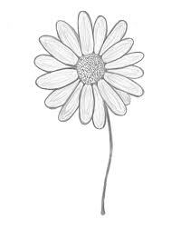 Select from premium gerbera daisy images of the highest quality. Tattoo Gerbera Daisy Drawing Novocom Top