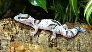 Image result for Oreosyce africana