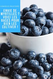 Les Bases Pour Bien Cultiver Les Myrtilles Planter Myrtille Myrtille Cultiver