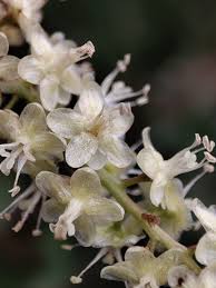 Image result for Basellaceae