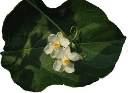 Image result for Cardiospermum corindum