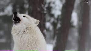 Weitere ideen zu heulender wolf, wolf, wolf hunde. Howling Wolves Heulende Wolfe Youtube