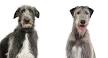 Scottish Deerhound vs Irish Wolfhound – A Complete Comparison