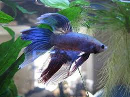Betta Bits Fin Rot Betta Fish Betta Fish