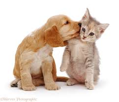 Image result for cocker spaniel and cat