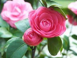 What Is It Japanese Camellia Seed Oil Is Harvested From The Evergreen Shrub Camillia Sinesis Is An Import October Flowers September Flowers April Flowers