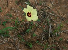 Image result for Hibiscus pusillus