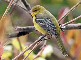 Following another delay of an hour and a frantic attempt by the yankee stadium grounds crew to salvage the night, the game. Orchard Oriole Identification All About Birds Cornell Lab Of Ornithology