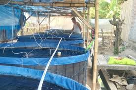 Dikembangkan Di Brebes Ini Keunggulan Budidaya Lele Dengan Sistem Bioflok Panturapost Com