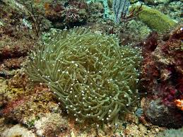 Image result for Actinanthella