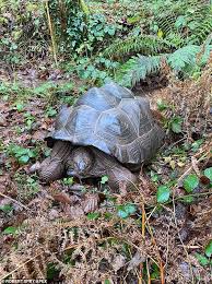 Giant Tortoises Slowly But Surely Rescue Tropical Island'S Ebony Forest |  Daily Mail Online