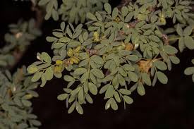 Image result for Acacia mellifera