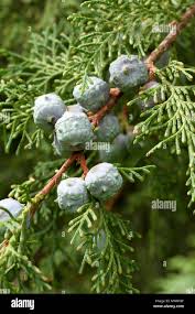 Image result for Cupressus torulosa