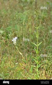 Image result for Exacum oldenlandioides