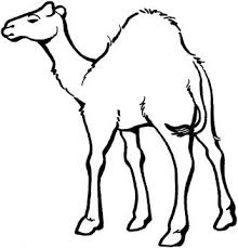 Camels Coloring Pages Super Coloring Zoo Animal Coloring Pages Desert Animals Coloring Desert Animals