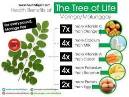 Health Benefits Of Moringa Malunggay Blending Smoothies Banana Protein Milk And More