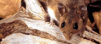 Here are 10 quick tips on rat control. How To Stay Safe When Cleaning Up After Rodents Public Health Insider