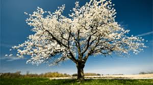While artwork, piece size, and. Spring Jigsaw Puzzle Play Free Online Games On Primarygames