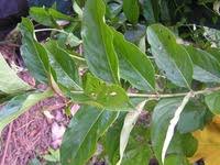 Image result for Gaertnera