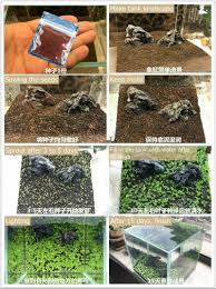 بذور النباتات حوض السمك الزخرفية Glossostigma هيميانثوس كاليتريكوديس سهلة النمو بذور نبات المياه لتزيين خزان الأسماك Hemianthus Callitrichoides Decoration Aquariumfor Fishing Aliexpress