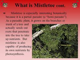 To do this, just squeeze out the. Mistletoe A Special Lesson Ppt Video Online Download